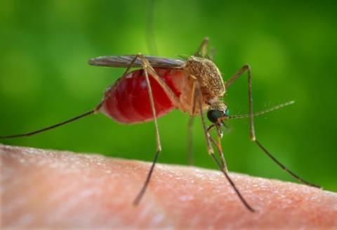 Малярия – тяжёлое и опасное для жизни заболевание